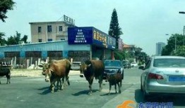 东莞常平最新爆料,揭秘城市新动态与热点事件